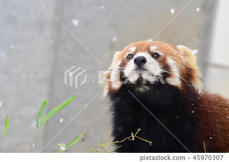 小熊貓頭飾2享受粉雪 小熊貓頭飾2享受粉雪 45970307