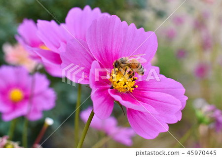 Cosmos bee Cosmos bee 45970445