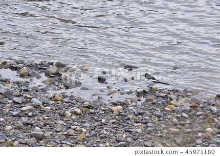 Kyoto Yodogawa Sekirei Kyoto Yodogawa Sekirei 45971180