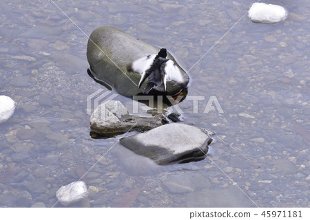 Kyoto Yodogawa Sekirei Kyoto Yodogawa Sekirei 45971181