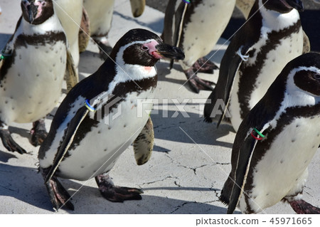 越前加賀海岸國家紀念碑越前松島水族館 45971665