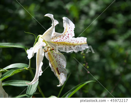 鈴蘭白花 鈴蘭白花 45972217