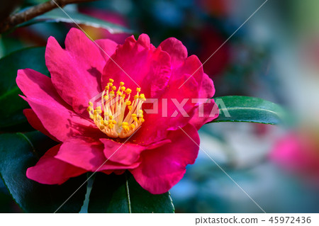 山茶花 唾液 吐 45972436