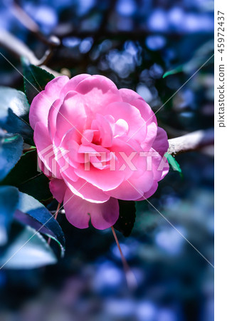 山茶花 唾液 吐 45972437