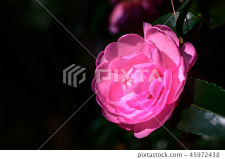 山茶花 唾液 吐 45972438