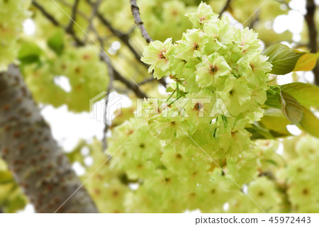 櫻花 櫻 賞櫻 45972443