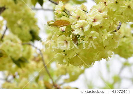 櫻花 櫻 賞櫻 45972444