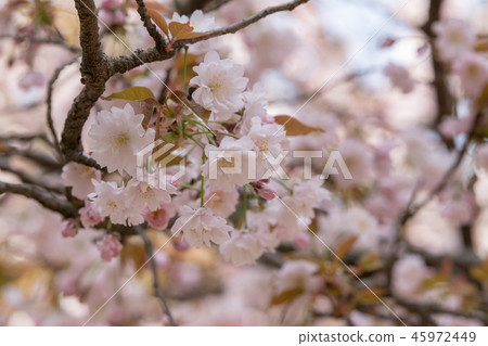 櫻花 櫻 賞櫻 45972449