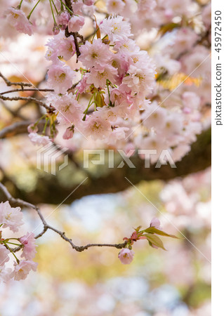 cherry blossom, cherry tree, fake buyer 45972450