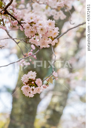 櫻花 櫻 賞櫻 45972451