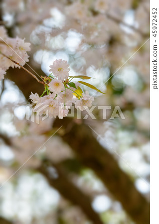 cherry blossom, cherry tree, fake buyer 45972452