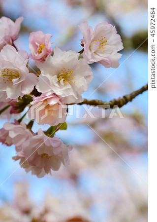 櫻花 櫻 賞櫻 45972464