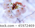 cherry blossom, cherry tree, fake buyer 45972469