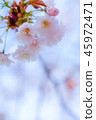 cherry blossom, cherry tree, fake buyer 45972471