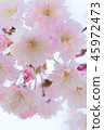 cherry blossom, cherry tree, fake buyer 45972473