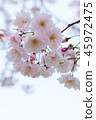 cherry blossom, cherry tree, fake buyer 45972475