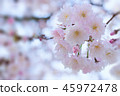 cherry blossom, cherry tree, fake buyer 45972478