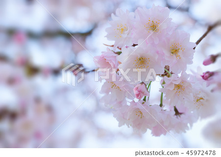 cherry blossom, cherry tree, fake buyer 45972478
