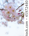 cherry blossom, cherry tree, fake buyer 45972480