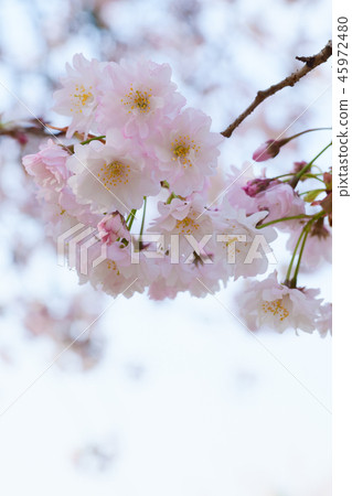 櫻花 櫻 賞櫻 45972480