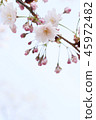cherry blossom, cherry tree, fake buyer 45972482