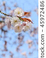 cherry blossom, cherry tree, fake buyer 45972486