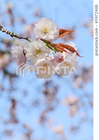 櫻花 櫻 賞櫻 45972486