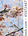 cherry blossom, cherry tree, fake buyer 45972487