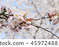 cherry blossom, cherry tree, fake buyer 45972488