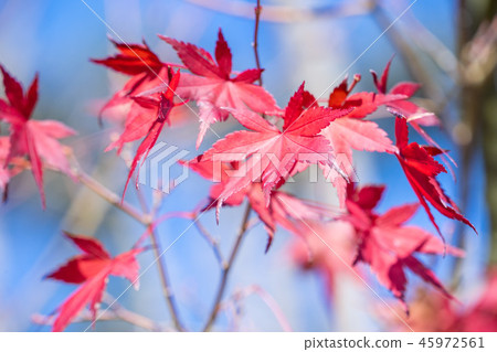 japan beautiful maple leaf travel background maple maple leaf japan beautiful maple leaf travel background maple maple leaf 45972561