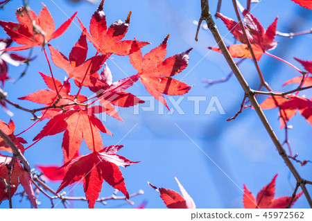japan beautiful maple leaf travel background maple maple leaf japan beautiful maple leaf travel background maple maple leaf 45972562