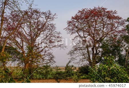 Red silk cotton flowers 45974017