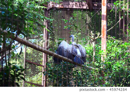 Koshiro vulture Koshiro vulture 45974284