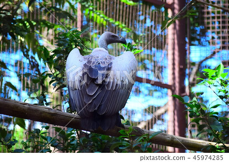 Koshiro vulture Koshiro vulture 45974285