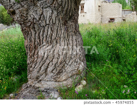 Apricot garden in Ladakh, India 45974855