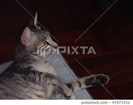 cute short hair young asian kitten cat home pet 45975332