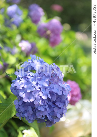Aoegawa的繡球花 Aoegawa的繡球花 45975358