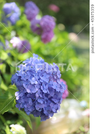 Aoegawa的繡球花 45975359