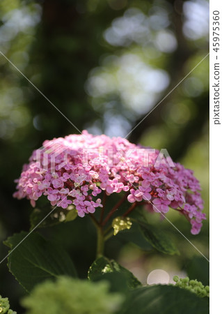 Aoegawa的繡球花 Aoegawa的繡球花 45975360