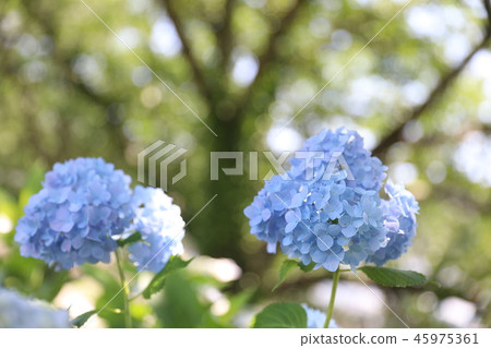 Aoegawa的繡球花 Aoegawa的繡球花 45975361