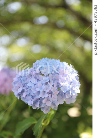 Aoegawa的繡球花 Aoegawa的繡球花 45975362