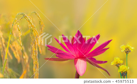 Tall yellow-eyed grass,  flower weed, Nymphaea lot 45975513