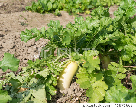 Daikon的領域 45975665
