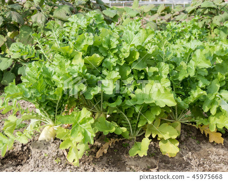 Daikon的領域 45975668