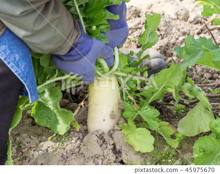 拉出蘿蔔的農夫 45975670