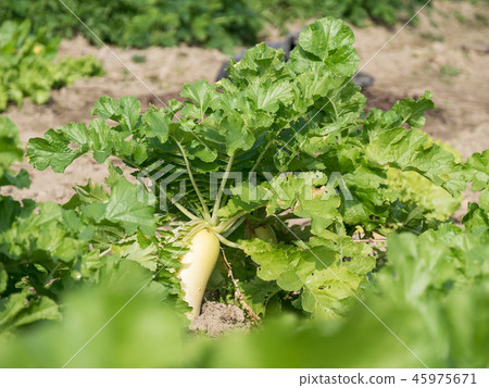 Daikon的領域 45975671