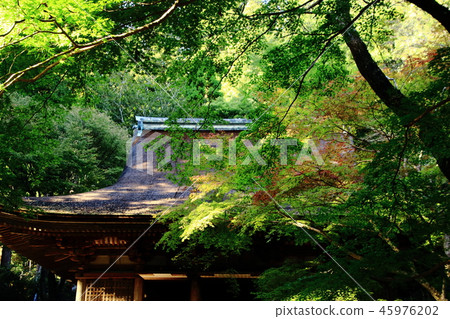 Muro-ji Temple,Main Hall,Shocho-do,National Treasure Muro-ji Temple,Main Hall,Shocho-do,National Treasure 45976202
