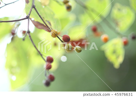 Fruit of enoki 45976631