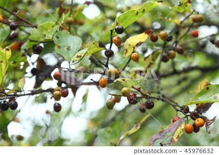 Fruit of enoki 45976632