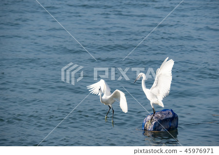 Birds at riverside 45976971